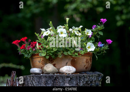 Petunias in a garden pot Stock Photo