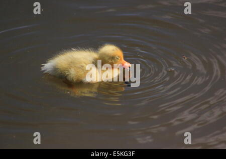 Mallard duckling on Llangollen canal Stock Photo