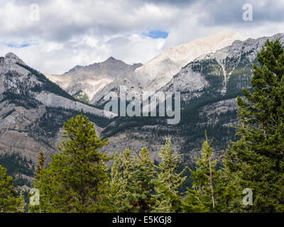 Quartzite Mountains & Forest. Glowing bright white these quartz-rich mountains glow in the afternoon sun. Stock Photo