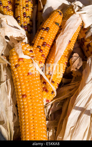 Ears of bi-coloured Corn. Dried cobs of corn at a Prince Edward County Market. Hagerman Farms, Picton, Ontario, Canada Stock Photo