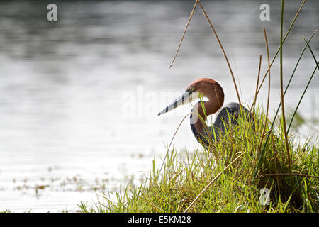 Goliath Heron at Lake Panic in the Kruger National Park, South Africa Stock Photo