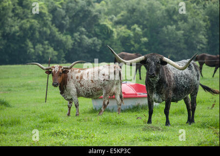Texas Longhorn cattle in pasture with horses grazing
