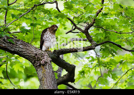 A juvenile Cooper's Hawk (Accipiter cooperii) in Quebec, Canada Stock Photo
