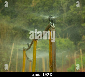 Third world irrigation system in operation on an organic farm Stock Photo