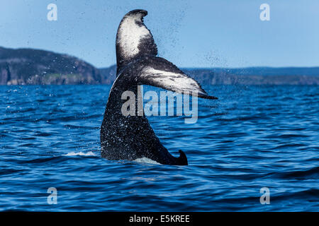 Whale tale Stock Photo
