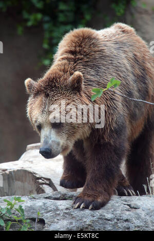 A large brown bear (Ursus arctos) walking on a rock Stock Photo