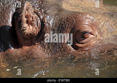 Details of the face of a hippopotamus (Hippopotamus amphibius) in the water Stock Photo