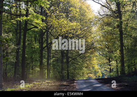 Beech Trees; Fagus sylvatica; Spring; Soudley; Forest of Dean; UK Stock Photo