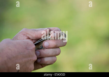 Bird Ringing; Measuring; Cornwall; UK Stock Photo