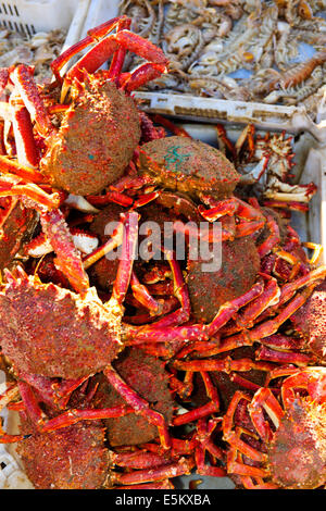 Very Busy Fishing Port,Atlantic Coast,some 250 Species,Fish Caught daily,Fish Auctions,Major Sardines Catches,Essaouira,Morocco Stock Photo