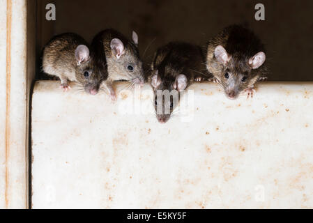 Holy rats, Karni Mata Temple or Temple of Rats, Deshnoke, Rajasthan, India Stock Photo