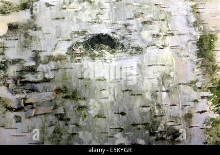 birch bark background with green moss Stock Photo