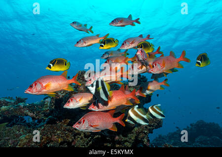 Shoal of Sabre Squirrelfish, Giant Squirrelfish or Spiny Squirrelfish (Sargocentron spiniferum) swimming in front of a coral Stock Photo