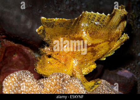 Leaf Scorpionfish or Paperfish (Taenianotus triacanthus), Great Barrier Reef, UNESCO World Natural Heritage Site, Pacific Ocean Stock Photo