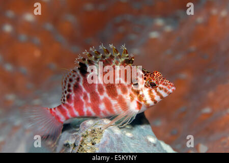 Coral Hawkfish (Cirrhitichthys oxycephalus), Great Barrier Reef, UNESCO World Natural Heritage Site, Pacific Ocean, Queensland Stock Photo