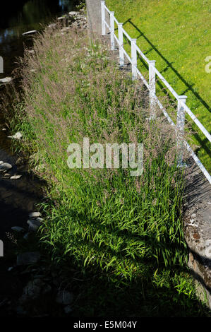 Common Reed, Phragmites australis at the river's edge, Llanrhystud, Wales, UK Stock Photo