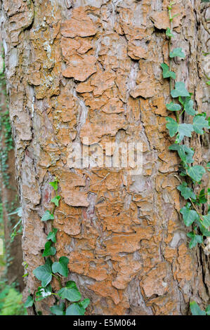 Alga Trentepohlia sp. probably abietina, growing on bark of Corsican Pine trees, Pinus nigra, Wales, UK. Stock Photo