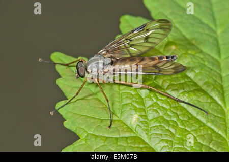 Common snipe fly (Rhagio scolopaceus), Baden-Württemberg, Germany Stock Photo