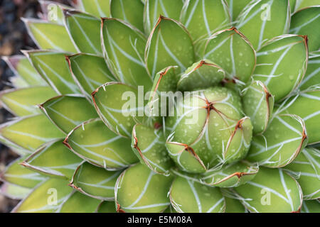 Queen Victoria Agave or Royal Agave (Agave victoriae-reginae), native to Mexico Stock Photo
