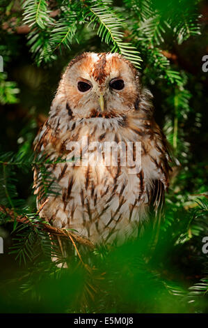 Tawny Owl (Strix aluco), North Rhine-Westphalia, Germany Stock Photo