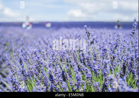 Lavender flowers in a field at the Hitchin Lavender farm (Cadwell Farm) near London, UK on 3 August 2014. Stock Photo