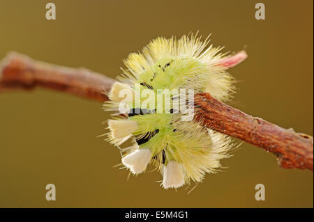 Pale Tussock Moth (Dasychira pudibunda, Calliteara pudibunda, Elkneria pudibunda), caterpillar, North Rhine-Westphalia, Germany Stock Photo