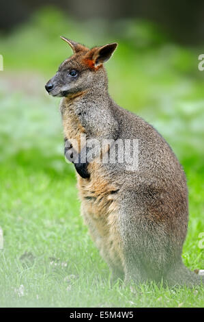 Swamp Wallaby, Black Wallaby, Black-tailed Wallaby or Fern Wallaby (Wallabia bicolor) Stock Photo