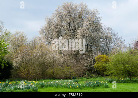 A large wild cherry tree (prunus avium) in full bloom in the spring, UK. Also called sweet cherry or bird cherry Stock Photo