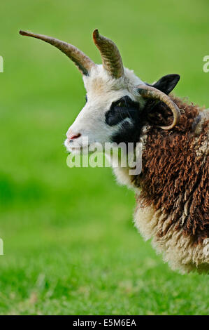 Jacob Sheep or Jacob's Sheep (Ovis ammon f. aries) Stock Photo