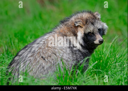 Raccoon Dog or Enok (Nyctereutes procyonoides) Stock Photo