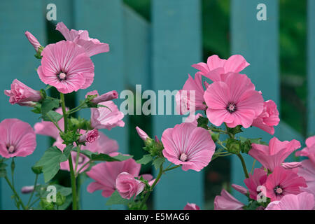 Annual Mallow, Rose Mallow, Royal Mallow, Regal Mallow (Lavatera trimestris), Stock Photo