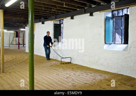 Springbank distillery floor maltings, malted barley. A visitor on a tour turns the malt Stock Photo