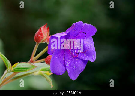 Princess Flower or Glory Flower (Tibouchina urvilleana), flower Stock Photo