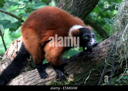 Close-up of a mature Red ruffed lemur (Varecia (variegata) rubra) in a tree Stock Photo