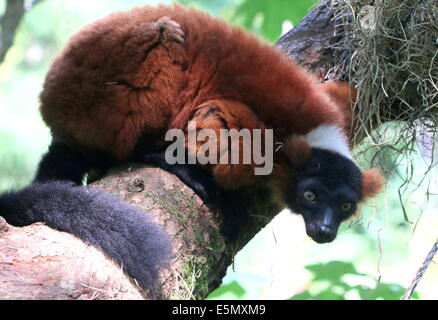 Close-up of a mature Red ruffed lemur (Varecia (variegata) rubra) in a tree Stock Photo