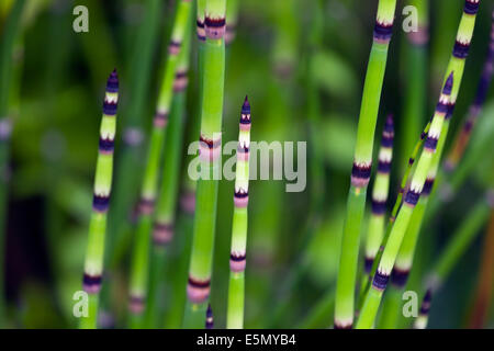 Common Horsetail Equisetum hyemale Stock Photo