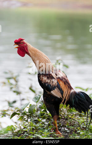 Rooster crowing near lake Stock Photo
