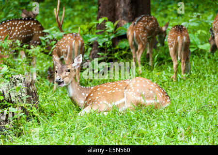 Spotted deer herd in Parambikulam Wildlife Sanctuary Stock Photo
