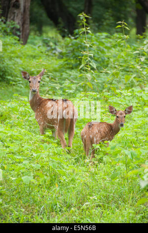 Axis deer in Parambikulam Wildlife Sanctuary Stock Photo