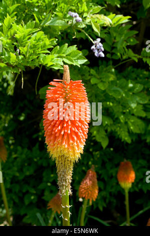 Red Hot Poker flowers, St Fagans National History Museum/Amgueddfa Werin Cymru, Cardiff,South Wales, UK. Stock Photo