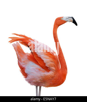 Pink Flamingo Bird Isolated On White Background Stock Photo