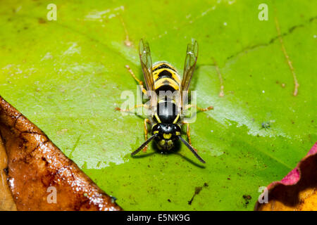 Common wasp (Vespula vulgaris) resting on a lily pad while drinking from a garden pond, England, UK Stock Photo