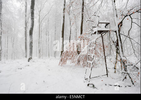 European Beech or Common Beech forest (Fagus sylvatica) and deerstand in winter, North Rhine-Westphalia, Germany Stock Photo
