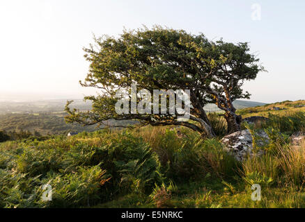 Common Hawthorn Tree Crataegus monogyna Shaped by the Prevailing Wind on Bodmin Moor Cornwall UK Stock Photo