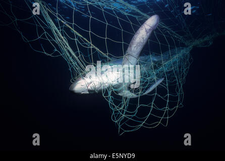 Thresher Shark (Alopias vulpinus) caught in gill net; Huatabampo, Mexico, Sea of Cortez, Pacific Ocean Stock Photo