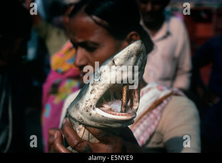 Reef shark (Carcharhinus perezi) being sold at the Bombay Fish Market. Bombay, India Stock Photo