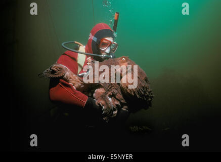 Diver interacts with Giant Pacific Octopus (Octopus dofleini), Vancouver Island, British Columbia (Canada) - North Pacific Ocean Stock Photo