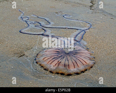 Chrysaora hysoscella, also known as the compass jellyfish washed up on the beach at Mullaghmore, Ireland