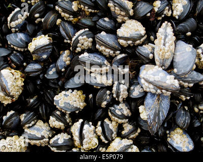 Mussels covered in barnacles growing on rocks in the intertidal zone of a rocky section of beach in western Ireland Stock Photo