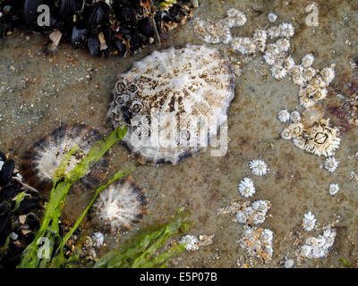 Limpets, barnacles and seaweeds growing on rocks in the intertidal zone of a rocky section of beach in western Ireland Stock Photo